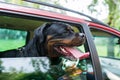 Black dog sit in the car and looks out of the window. Royalty Free Stock Photo