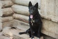 Black dog sits on a leash near the house guards the yard, cute dog, mongrel