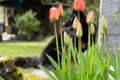 Black dog sitting behind red tulips, looking backwards at sunny day in private garden. Royalty Free Stock Photo