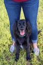 Black dog sitting between legs of the owner. Royalty Free Stock Photo