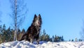 Black dog sitting in snow Royalty Free Stock Photo