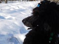 Standard poodle in winter Royalty Free Stock Photo