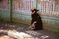 Black Dog Sitting on a Village Street near a Fence