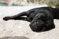 Black dog sleeping on the beach Royalty Free Stock Photo