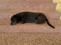 Black dog sleeping on cement floor Royalty Free Stock Photo