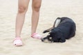 Black dog sleeping near people on beach Royalty Free Stock Photo