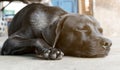 The black dog is sleeping on the old cement floor Royalty Free Stock Photo