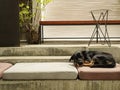 Black dog sleeping on pillows lying on the concrete steps of a street cafe Royalty Free Stock Photo