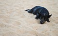 Black dog sleeping on sand beach