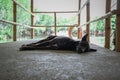 Black dog sleeping Royalty Free Stock Photo