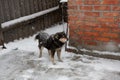 Black dog in snow on chain with a collar Royalty Free Stock Photo