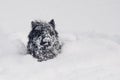 A black dog in the snow funny