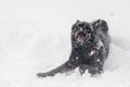 A black dog in the snow funny
