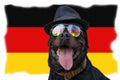 Black dog with sunglasses and hat sits in the background of the