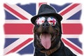 Black dog with sunglasses and hat sits in background flag of Uni