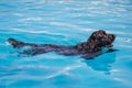 Black dog swimming in blue water Royalty Free Stock Photo