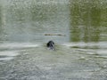 black dog is swimming to reach a wooden stick Royalty Free Stock Photo