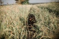 Black dog, terrier, on the field of buckwheat overgrown with weeds. Untreated agricultural fields with growing grass. Royalty Free Stock Photo