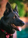 black dog with tongue out Royalty Free Stock Photo