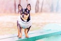 Black dog in a vest on a bench. Portrait of a pet chihuahua. Animal, dog