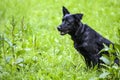 Black dog on a walk in the forest.