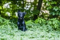 Black dog on a walk in the forest.