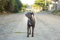 Black dog walking on a gravel road in the city Royalty Free Stock Photo