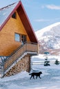 Black dog walks past a wooden two-story house in the snow Royalty Free Stock Photo