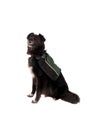 Black Dog Wearing a Backpack Royalty Free Stock Photo