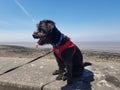 Black dog wearing blue collar and red jacket on lead on beach walk Royalty Free Stock Photo