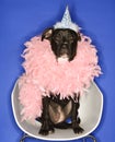 Black dog wearing party hat and feather boa. Royalty Free Stock Photo