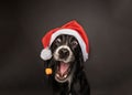 Black dog wearing a santa hat and catching a treat