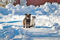 A black dog and a white cat are sitting together on a snowy street. The concept of friendship, love and family Royalty Free Stock Photo