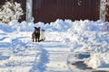 A black dog and a white cat are sitting together on a snowy street. The concept of friendship, love and family Royalty Free Stock Photo