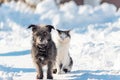 A black dog and a white cat are sitting together on a snowy street. The concept of friendship, love and family Royalty Free Stock Photo