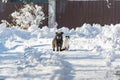 A black dog and a white cat are sitting together on a snowy street. The concept of friendship, love and family Royalty Free Stock Photo