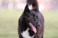 Black Dog With White Chest and Protruded Tongue Royalty Free Stock Photo