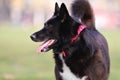 Black Dog With White Chest and Protruded Tongue