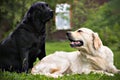 Black dog and white dog, on green grass