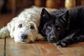 Black dog and white dog lying together on the floor. Generative AI