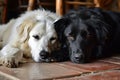 Black dog and white dog lying together on the floor. Generative AI