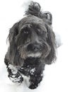 Black Dog On White Snow