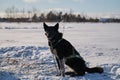 Black dog with white spots on its paw is tied to chain in harness and sits in snow in winter. The Northern sled dog breed Alaskan Royalty Free Stock Photo