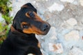 A beautiful black dog with sad eyes.