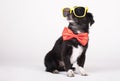 Black dog with yellow sunglasses and red bow tie on a white background Royalty Free Stock Photo