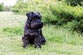 Black dog Zwergschnauzer sitting on the green grass Royalty Free Stock Photo