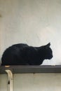 black domestic cat climbed on the shelf and preys on birds