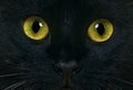 Black Domestic Cat, Close up of Eyes Royalty Free Stock Photo