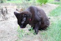 Black domestic cat with collar eating grass