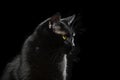 Black domestic cat looking forward